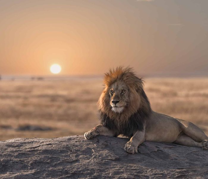lion at sunset in serengeti
